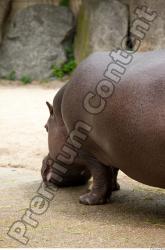 Tail Hippopotamus